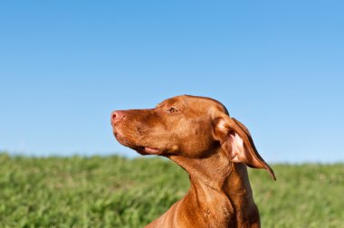 Mavi gökyüzü güneşli vizsla köpekle profil portresi