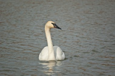 Yüzme trumpeter swan