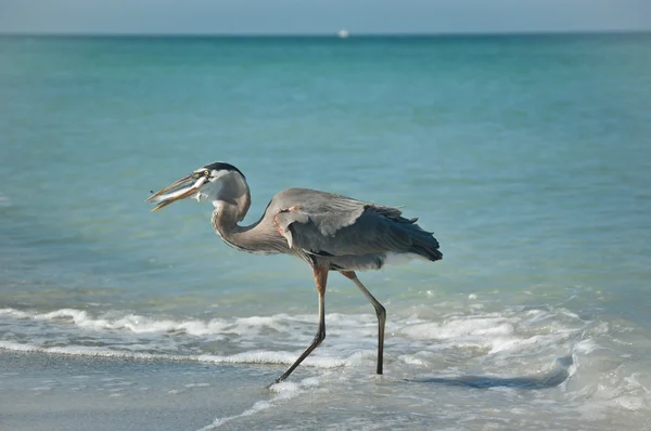 Stor blå hjälte med fisk på en Gulf Coast Beach — Stockfoto