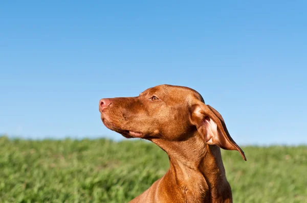 푸른 하늘과 햇볕에 쬐 인 vizsla 강아지의 프로필 초상화 — 스톡 사진