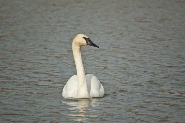 Simning trumpetaren swan — Stockfoto