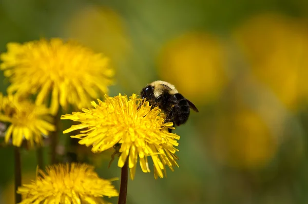 Karahindiba üzerinde arı — Stok fotoğraf