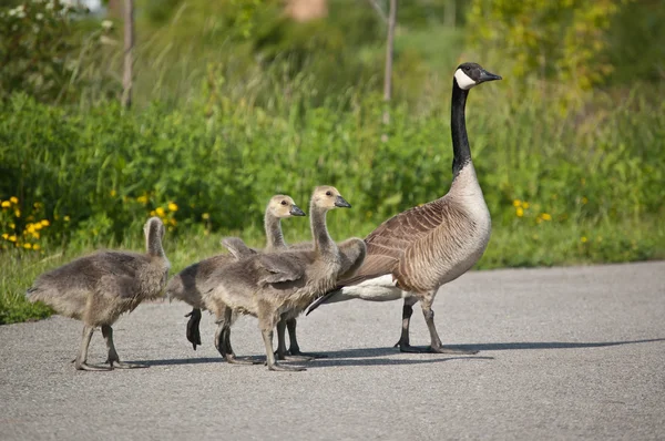 Canada Goose Family — Stock Photo, Image