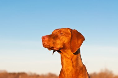 Close-up van een vizsla hond in het voorjaar