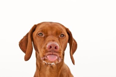 Vizsla Dog Sticking Out its Tongue clipart