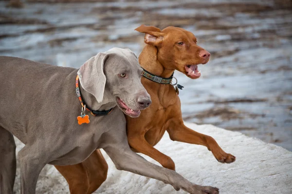 Dos perros corriendo en invierno — Foto de Stock