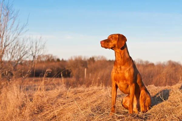 Istuva Vizsla koira keväällä — kuvapankkivalokuva