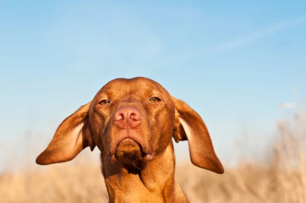 Närbild av en hundvalp (sittande) hund under våren — Stockfoto