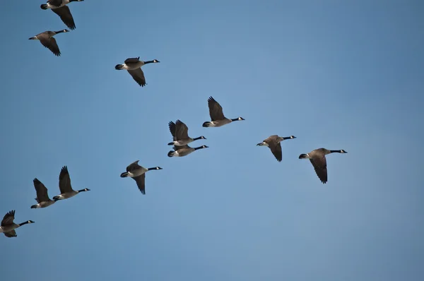 Καναδάς Geese στην πτήση Royalty Free Εικόνες Αρχείου