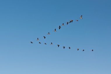 Canada Geese in Flight clipart