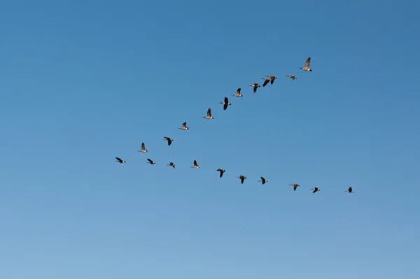 Gansos de Canadá en vuelo — Foto de Stock