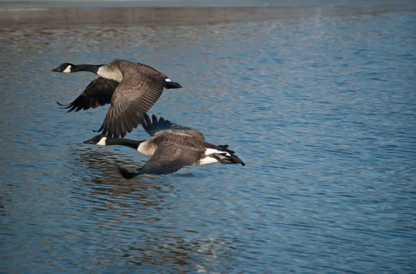 Canadese ganzen afromen van het water — Stockfoto