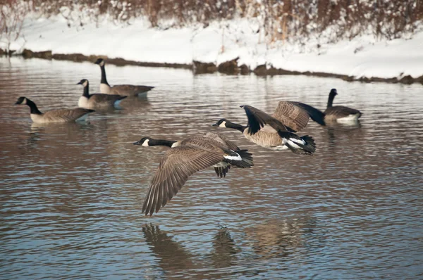 Gansos de Canadá volando sobre un estanque — Foto de Stock