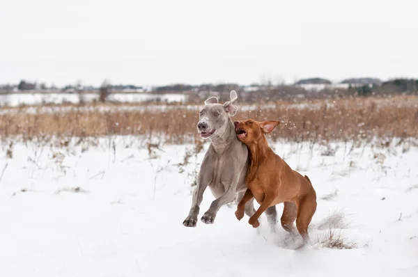Две собаки играют в снегу — стоковое фото