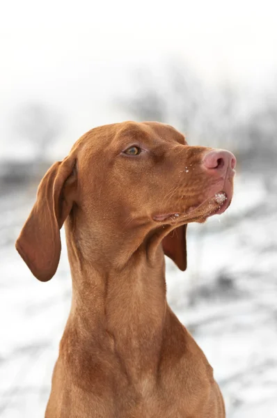 शीतकालीन में एक विज़स्ला कुत्ते का बंद-अप पोर्ट्रेट — स्टॉक फ़ोटो, इमेज