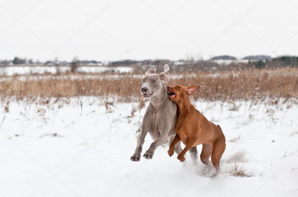 Two Dogs Playing in the Snow