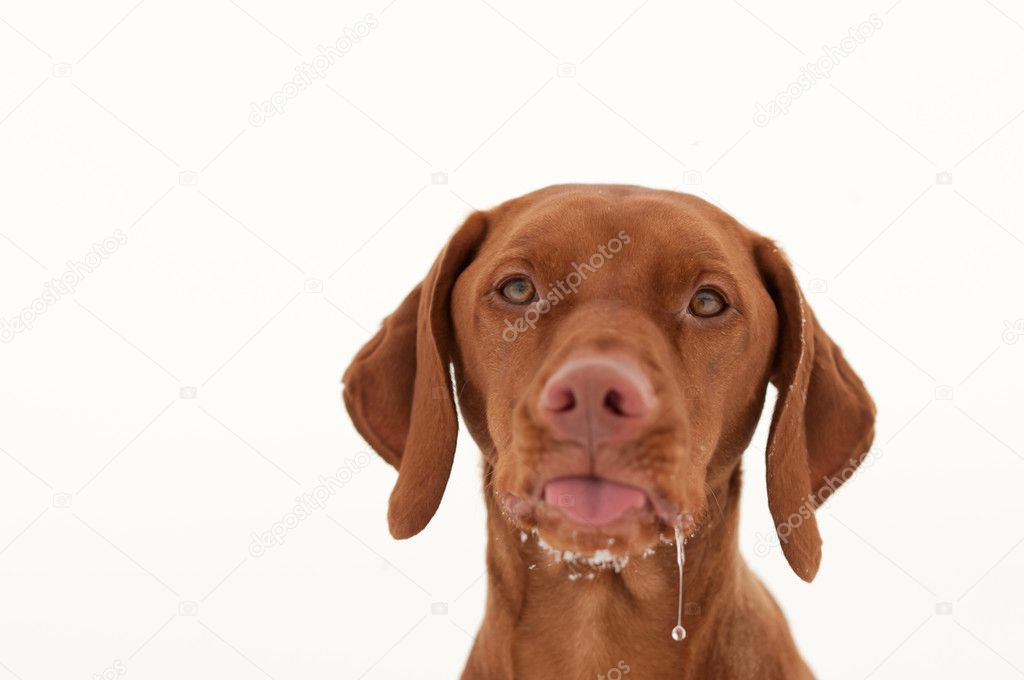 Vizsla Dog Sticking out its Tongue