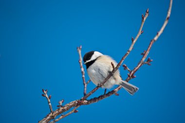 Black-capped Chickadee on a Branch clipart