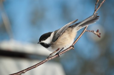 Siyah başlıklı Chickadee bir dalda