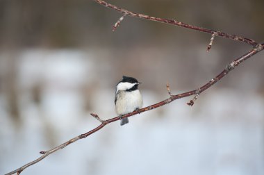Siyah başlıklı Chickadee bir dalda