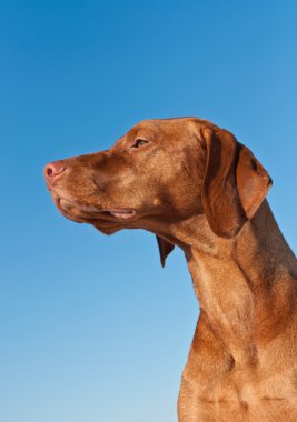 Profil mavi gökyüzü ile Vizsla (Macar işaretçisi) köpek