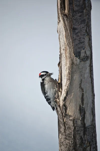 Downy Woodpecker在树上 — 图库照片