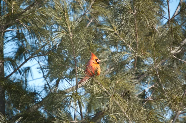 Male Northern Cardinal in a Tree — Stock Photo, Image