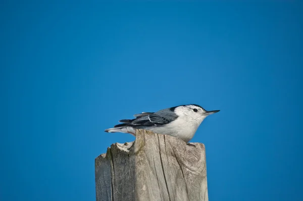 White-breasted Nuthatch on a Wooden Post — Stock Photo, Image