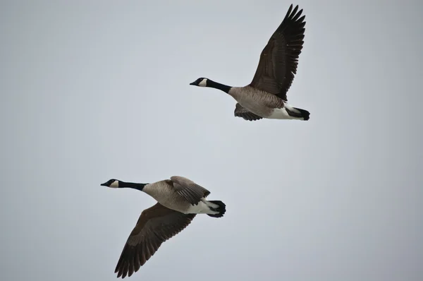 Kanada Kazları Uçuyor — Stok fotoğraf