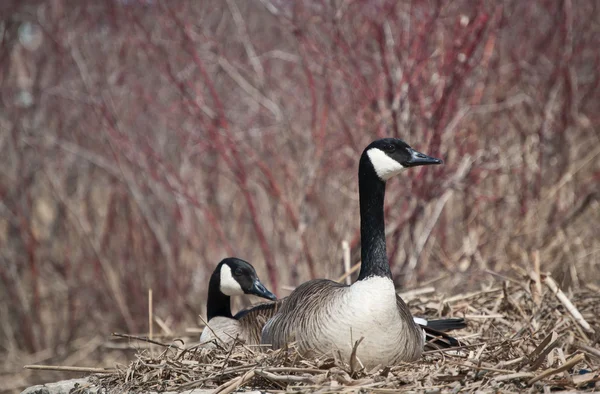 Nesting Canada Geese — Stock Photo, Image