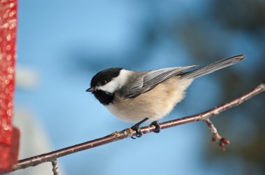 Siyah başlıklı Chickadee bir dalda