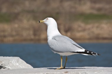 bir kayaya Ring-billed martı