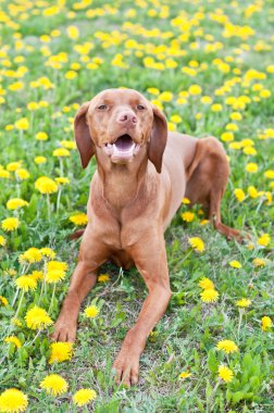 Dandelions içinde yalan Macar vizsla köpek