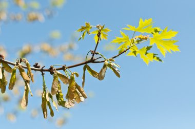 akçaağaç anahtarları ve yaprakları ilkbaharda dal