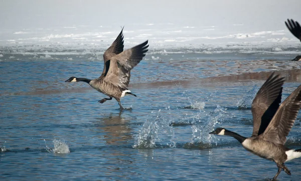 Canada Geese Taking Off — Stock Photo, Image