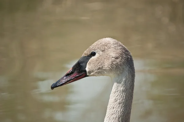 Trumpetaren swan profil — Stockfoto