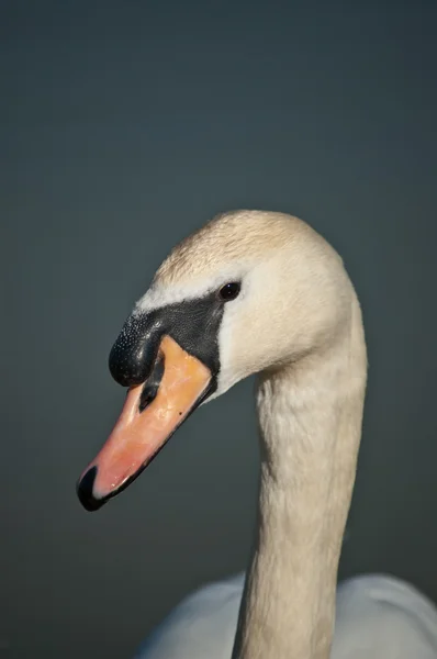 Mudo cisne closeup — Fotografia de Stock