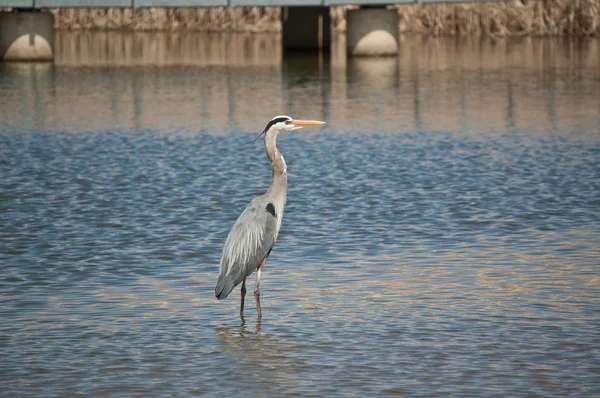 Great Blue Heron Wading in a Suburban Pond — Stock Photo, Image