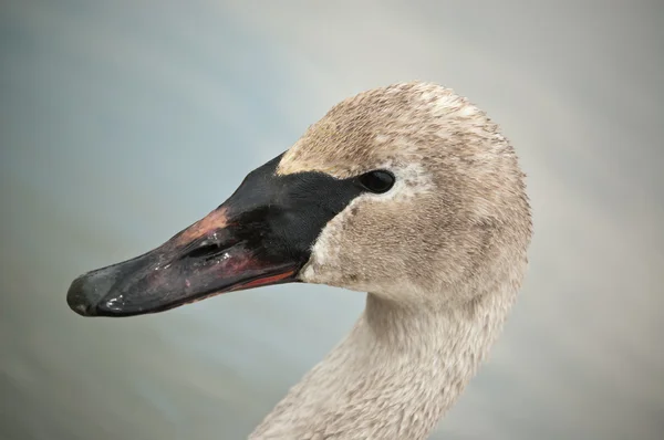 Trumpetaren swan med leriga näbb — Stockfoto