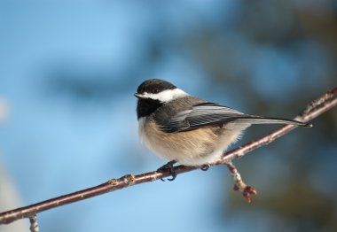 Black-capped Chickadee on a Branch clipart