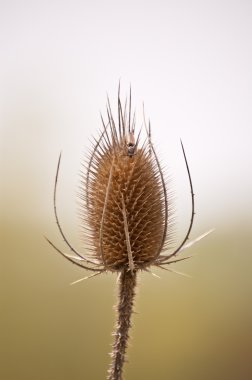 bahar böcek teasel tarak