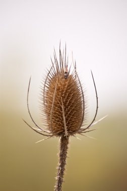 Teasel Comb with Insect in Spring clipart