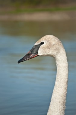 Trumpeter Swan Profile clipart