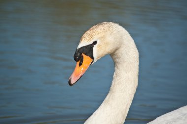 Mute swan profili