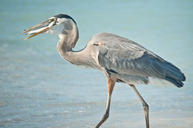 Great Blue Heron Eating a Fish on a Florida Beach clipart