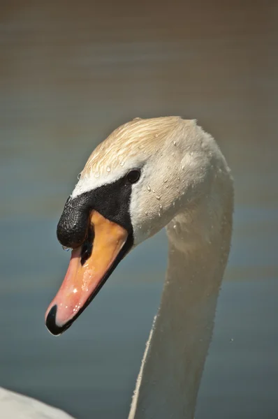 Mute swan portre — Stok fotoğraf