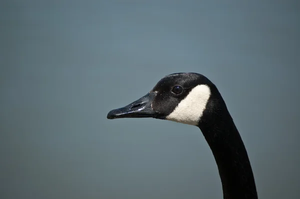Closeup Shot of a Canada Goose — Stock Photo, Image