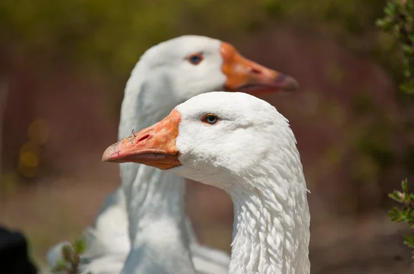 Two White Geese in the Sunlight — Stock Photo, Image