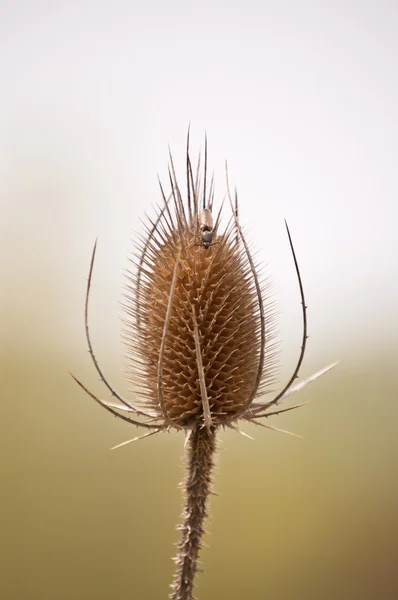Bahar böcek teasel tarak — Stok fotoğraf
