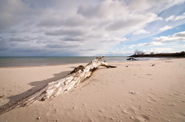 Bulutlu gökyüzü ile bir sahilde dalgaların karaya attığı odun — Stok fotoğraf